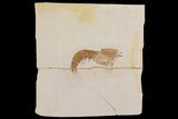 Detailed, Fossil Shrimp and Brittle Star - Solnhofen Limestone #162507-1